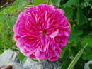 Rosa Centifolia